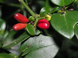 Image result for Carissa tetramera