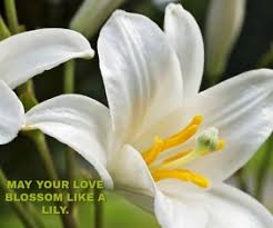 Lily will always deny compliments that are obviously true, she doesn't realize her own beauty. 4 630 Lily Flower Quote Template Customizable Design Templates Postermywall