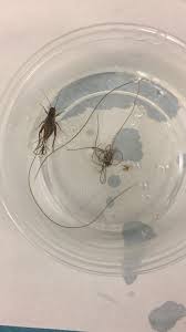 Whether you're sending gifts from the uk to nigeria for a birthday, or you've sold an item on ebay and need shipping to nigeria, we can help. Creepy Dreadful Wonderful Parasites Answer To Case 549