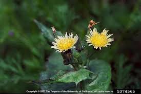 Image result for Sonchus oleraceus