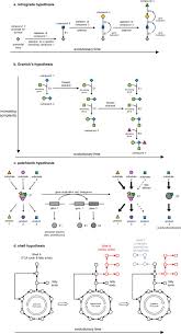 Find rong mei in the united states. The Evolution Of Metabolism How To Test Evolutionary Hypotheses At The Genomic Level Sciencedirect