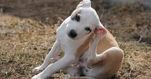 Typically, ear mites will also cause a dry black ear. Ear Mites In Dogs And Puppies Pdsa