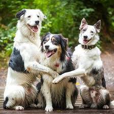 Secret Got To Hang Out With The Amazing Hero And Loki Of The Super Collies This Morning Aren T They The Cutest Bunch Thank You So Much Fo Doggy Collie Loki
