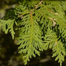 Image result for Cupressaceae