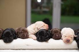 Labrador Retriever Has Rare Litter Of Puppies With Each Color Of Lab People Com