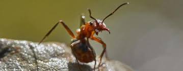 Check spelling or type a new query. How To Get Rid Of Fire Ants Gecko Green