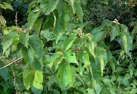 Image result for Dombeya kirkii