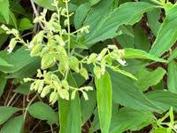 Image result for Hoslundia