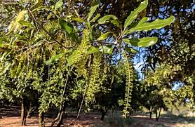 Image result for Macadamia aff. integrifolia