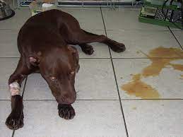 Justanswer.com has been visited by 100k+ users in the past month Canine Parvovirus Myths Vet In Emerald Gray Street Veterinary Clinic