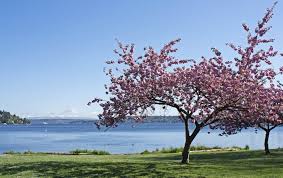 People flock to local stores and farmer's markets across the state once rainier cherries are a cross between two red varieties, bing and van yet rainiers have a yellow. Seattle 2013 Seward Park Cherry Blossom Season View Of Mt Rainier Mapio Net