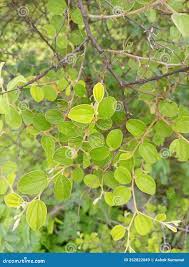 Image result for Ziziphus mauritiana
