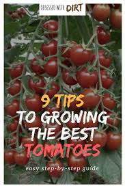 Do These 9 Things To Grow The Best Tomatoes Ever Tomato Tips For Growing Tomatoes Tomato Garden