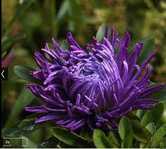 Callistephus Kaeˈlɪstɨfəs 2 Is A Monotypic Genus Of Flowering Plants In The Aster Family Asteraceae Containing The Sin Aster Aster Flower Ornamental Plants