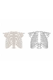 Human Rib Cage Svg Skeleton Svg Rib Cage Svg Human Anatomy Etsy Human Rib Cage Human Bones Human Ribs