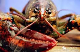 龙虾是节肢动物门甲壳纲十足目龙虾科4个属19种龙虾的通称。 国外与我国所谓的龙虾的含义不大一样,龙虾类都称为 lobster,可以包括很多种类,例如脊龙虾属( linuparus)、游龙虾属( puerulus)的龙虾和鳌虾科的海鳌虾及淡水小龙虾等。 æ­ç§˜åŠ æ‹¿å¤§é¾è¦çš„æ•æ'ˆéŽç¨‹ å'Šè¨´ä½ ä»€éº¼æ¨£çš„é¾è¦ä¸èƒ½æ• æ¯æ—¥é ­æ¢