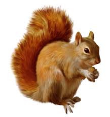Image result for squirrel