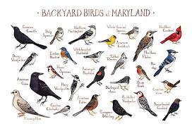 Birds Of New Jersey Field Guide Amazon Com Backyard Birds Of Maryland Field Guide Art Print Handmade Backyard Birds Bird Poster Nature Wall Art