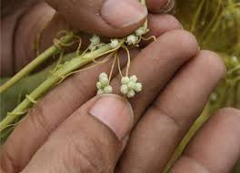Image result for Cuscuta hyalina