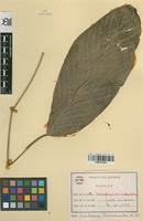 Image result for Sarcophrynium brachystachyum