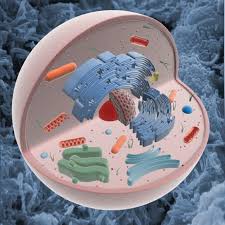 Check spelling or type a new query. Animal Cell Structure 3d Model In Anatomy 3dexport