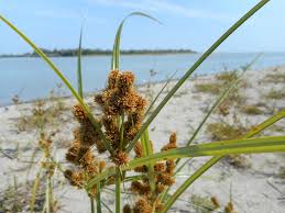 Image result for Cyperus chersinus