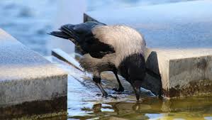 Host birds could always spread the infection to susceptible species. Bird Flu Scare In Rajasthan Wildlife Dept In State Issues Alert After Death Of Crows In Jhalawar Kota Jodhpur And Other Districts