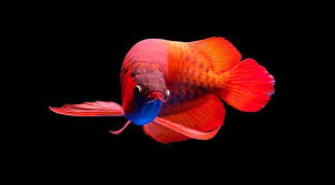 Pin Di Aquarium
