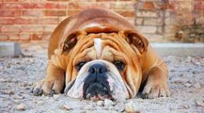 Why is My English Bulldog So Smelly? – Squishface