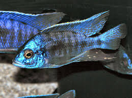 Peacock Cichlids Facts About Lake Malawi Aulonocara