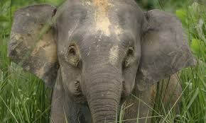 The endangered animals in indonesia, lists the different species with links to facts pages by order. Sumatra And Borneo Animals People And Threats Wwf