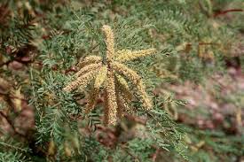 Image result for Prosopis glandulosa