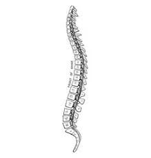 Backbonejs is a simple library that helps in separating business and user interface logic. Drawing Spine Vector Images Over 2 500