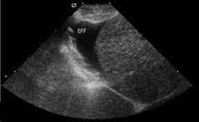 Nephrotic Syndrome In Dogs Clinical Features And Evidence Based Treatment Considerations Sciencedirect