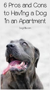 Check spelling or type a new query. 6 Pros And Cons To Having A Dog In An Apartment Dogvills