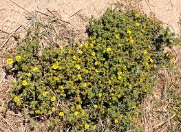 Image result for Dichaetanthera corymbosa