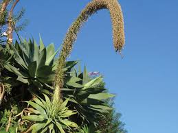 Maybe you would like to learn more about one of these? Foxtail Agave The Santa Barbara Independent