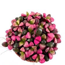 Image result for Fuirena sagittata