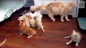 Cats In Full Panic Mode Cat Videos For Kids Funny Cat Videos Cat Gif