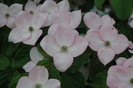 Click To Close Image Click And Drag To Move In 2020 Low Maintenance Tree Deciduous Trees Dogwood Flowers