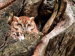 Let S Talk About Birds Eastern Screech Owl Pittsburgh Post Gazette