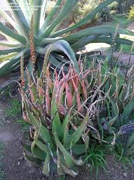 Image result for Aloe lutescens