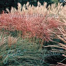 This is a pollen sterile triploid hybrid (n = 57) of uncertain origin, probably m. Miscanthus New Hybrids Ornamental Grass Seed