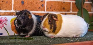 There are 22823 pet guinea pig for sale on etsy, and they cost $17.75 on average. Guinea Pigs For Sale Pet Adoption And Sales