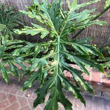 Tree Philodendron Philodendron Bipinnatifidum Philodendron Bipinnatifidum Common Names Lacy Tree Philodendron Sell Landscaping Plants Plants Philodendron