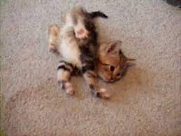 Sway Ch Cerebellar Hypoplasia Kitten Trying To Walk Kittens Cutest Kitten Kittens