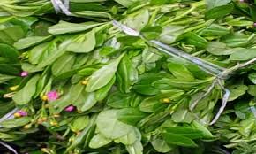 Image result for waterleaf
