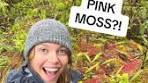Discover Sphagnum Moss: The Pink Wonder of Wetlands