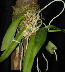 Image result for Triceratorhynchus