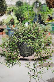 Pin On Miniature Gardens